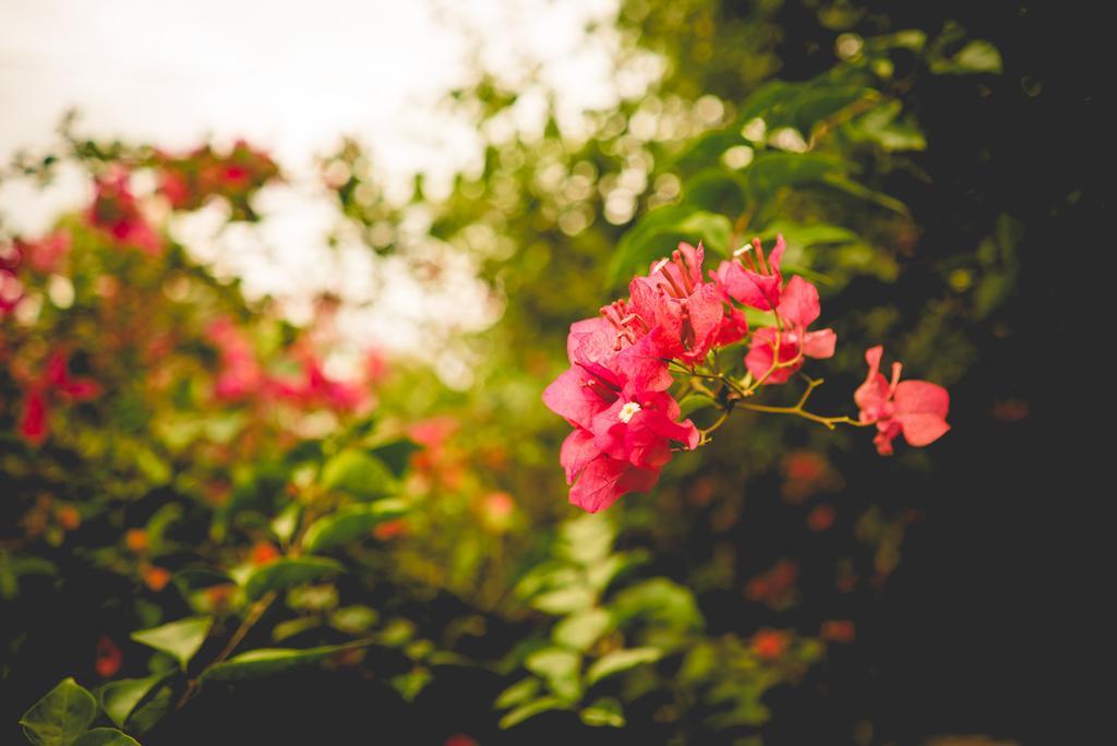 The Breeze Pinnawala Pinnawala  Luaran gambar