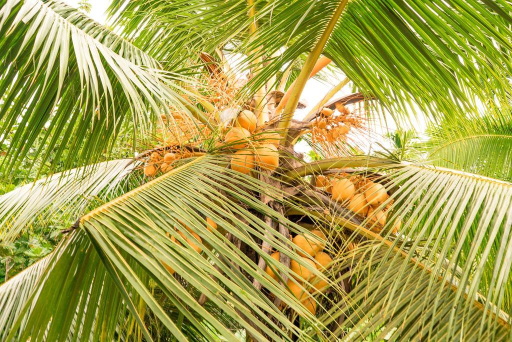 The Breeze Pinnawala Pinnawala  Luaran gambar